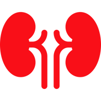 Kidney Health